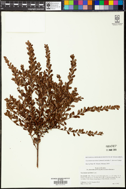 Vaccinium myrsinites image