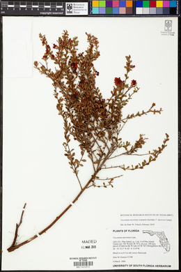 Vaccinium myrsinites image