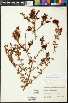 Vaccinium myrsinites image