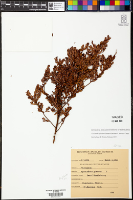 Vaccinium darrowii image