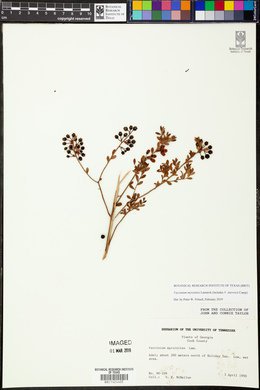 Vaccinium myrsinites image