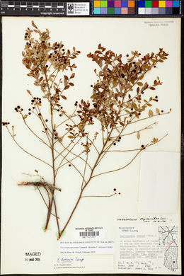 Vaccinium myrsinites image