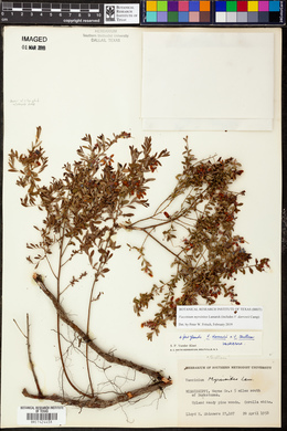 Vaccinium darrowii image