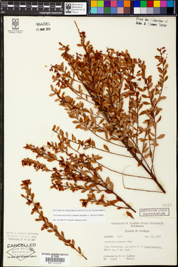 Vaccinium darrowii image