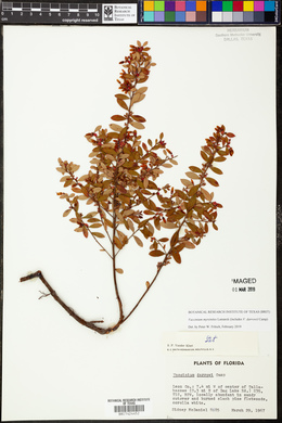 Vaccinium myrsinites image