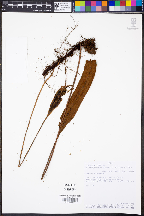 Elaphoglossum hikenii image