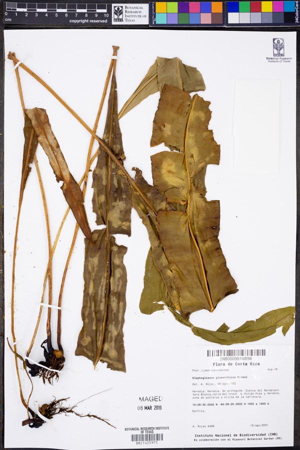 Elaphoglossum gloeorrhizum image