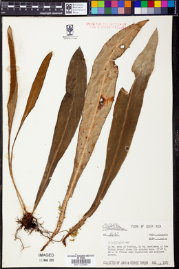 Elaphoglossum doanense image
