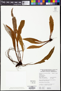 Elaphoglossum manantlanense image