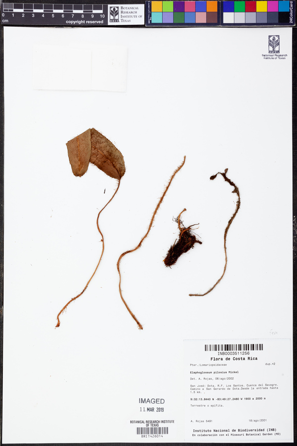 Elaphoglossum pilosius image