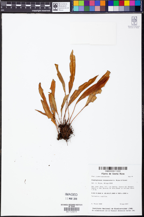 Elaphoglossum talamancanum image