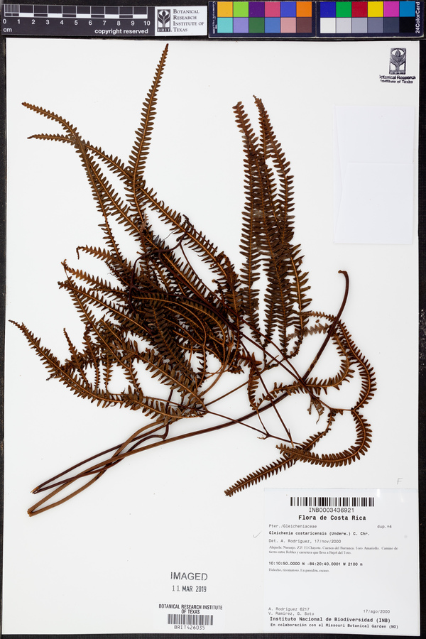 Gleichenia costaricensis image