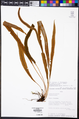Elaphoglossum molle image