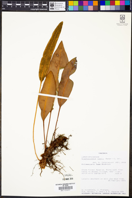 Elaphoglossum lastii image