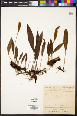 Elaphoglossum sellowianum image