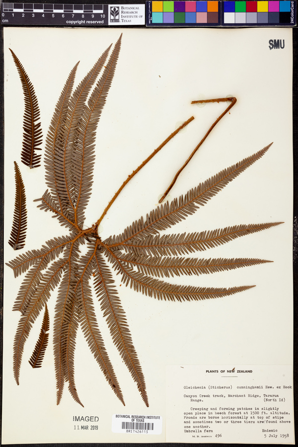 Gleichenia cunninghamii image