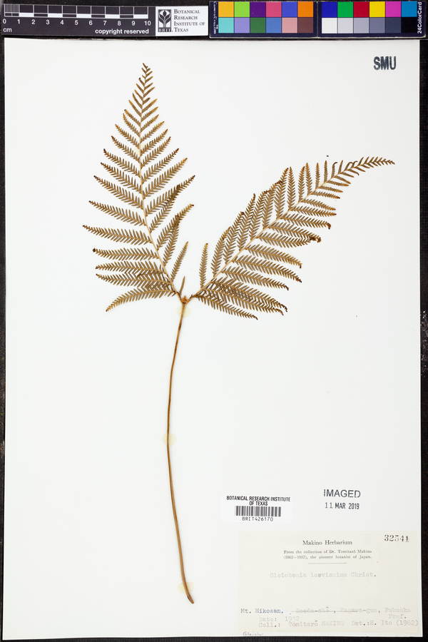 Gleichenia laevissima image