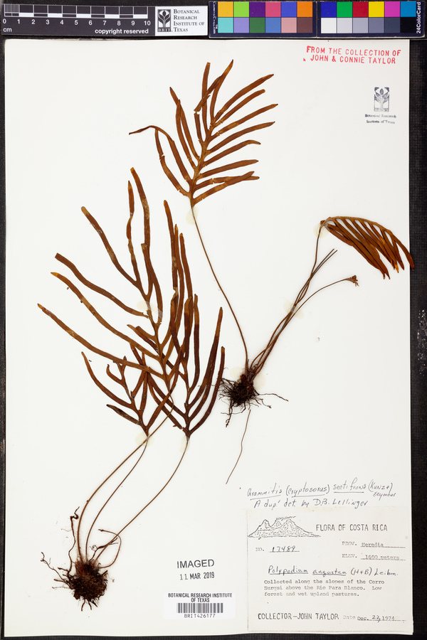 Grammitis sectifrons image