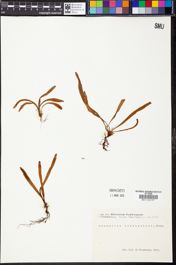 Notogrammitis billardierei image