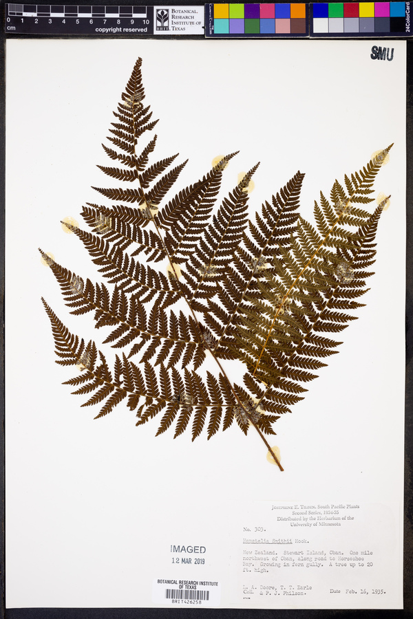 Cyathea smithii image