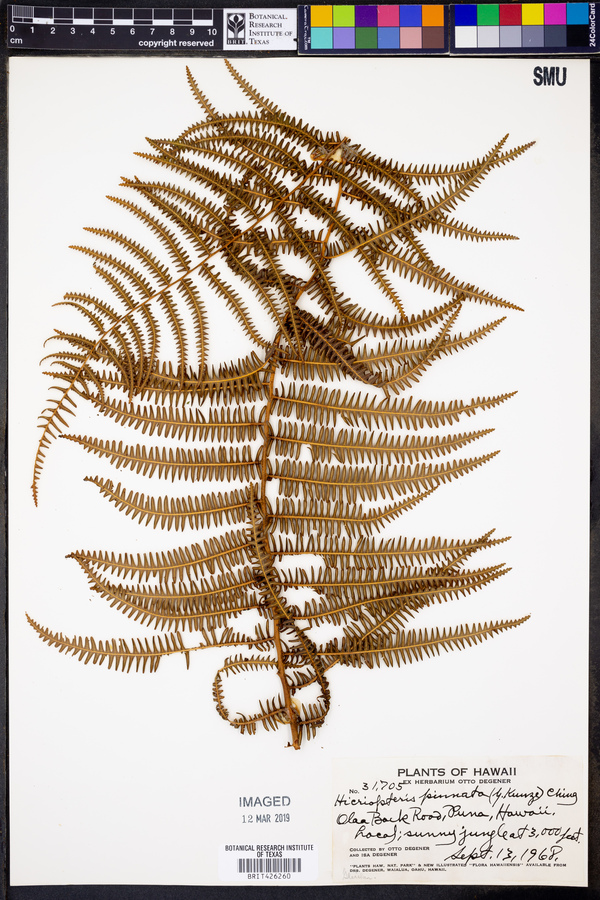 Hicriopteris pinnata image