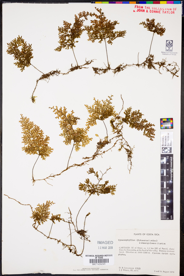 Hymenophyllum consanguineum image