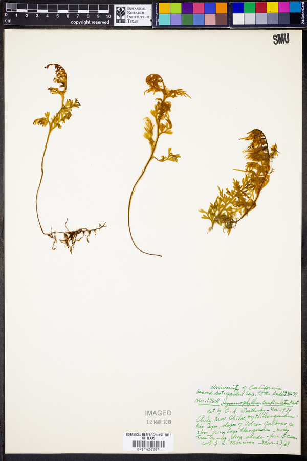 Hymenophyllum caudiculatum image