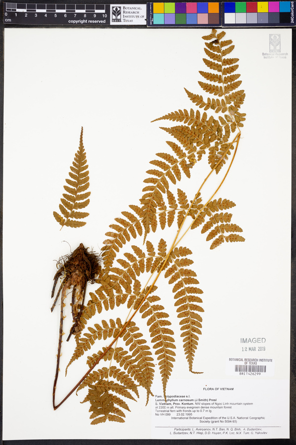 Lemmaphyllum carnosum image