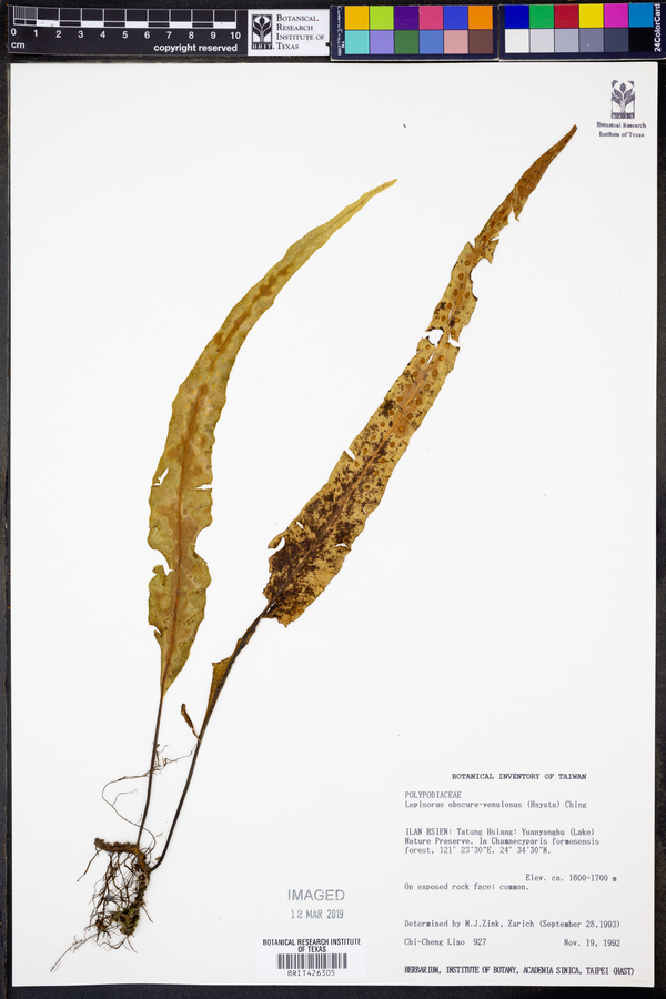 Lepisorus obscurevenulosus image