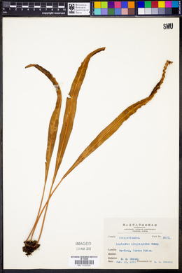 Lepisorus oligolepidus image