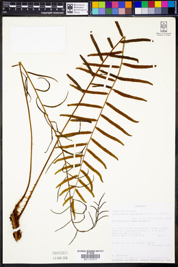 Image of Lomariopsis warneckei