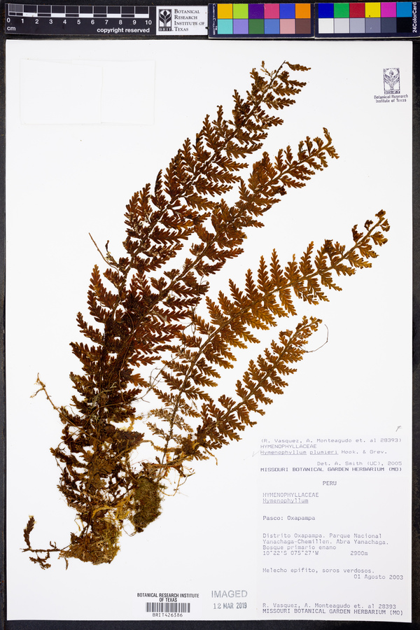 Hymenophyllum plumieri image