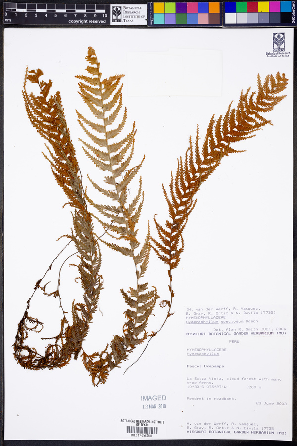 Hymenophyllum sericeum image