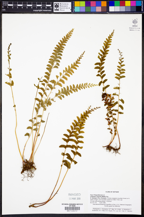 Lindsaea cultrata image
