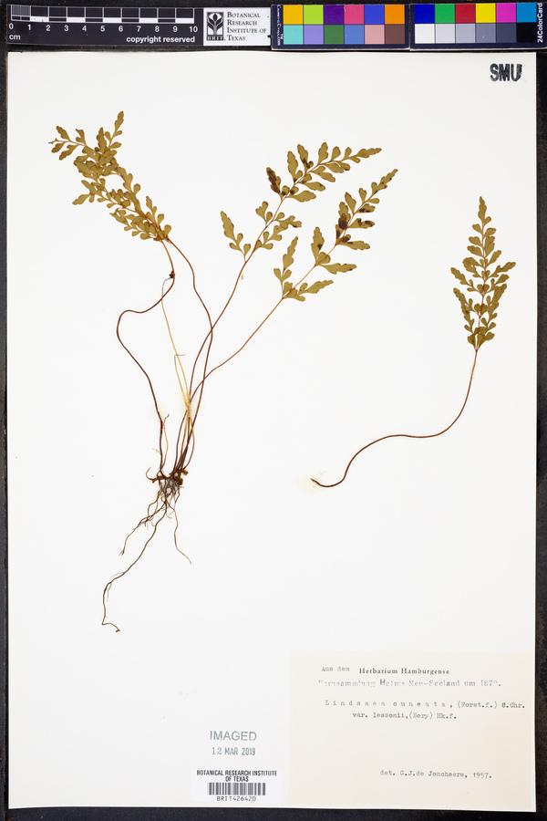 Lindsaea trichomanoides image