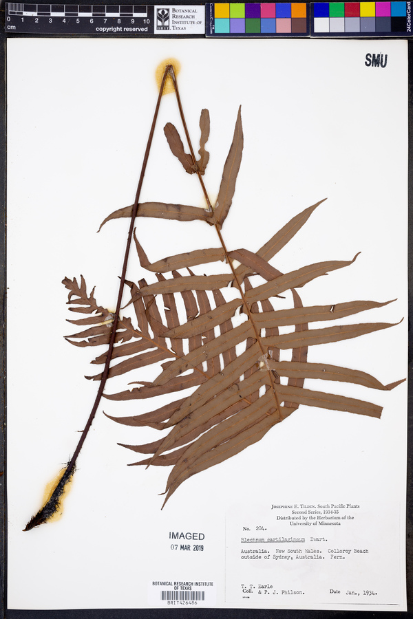 Blechnum cartilagineum image