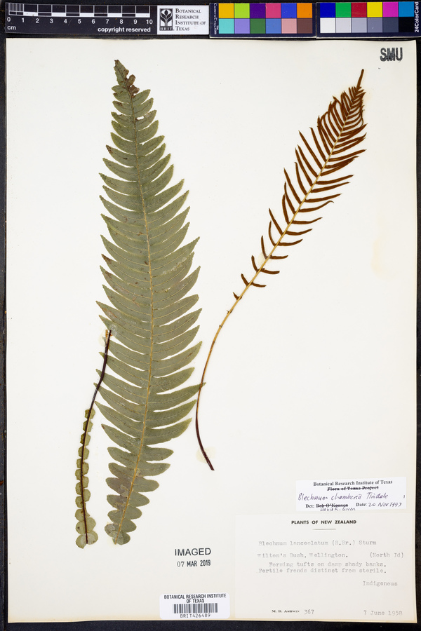 Blechnum chambersii image