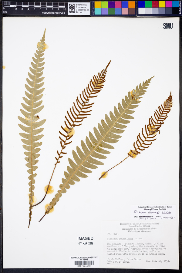 Blechnum chambersii image
