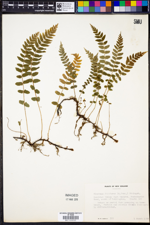 Blechnum filiforme image