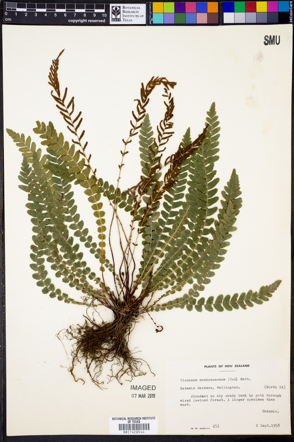 Austroblechnum membranaceum image