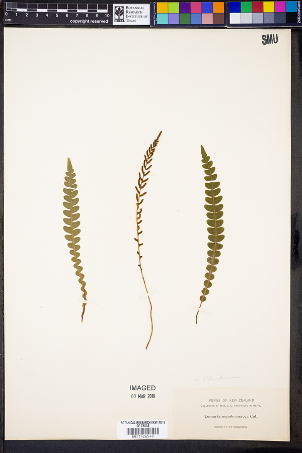 Austroblechnum membranaceum image