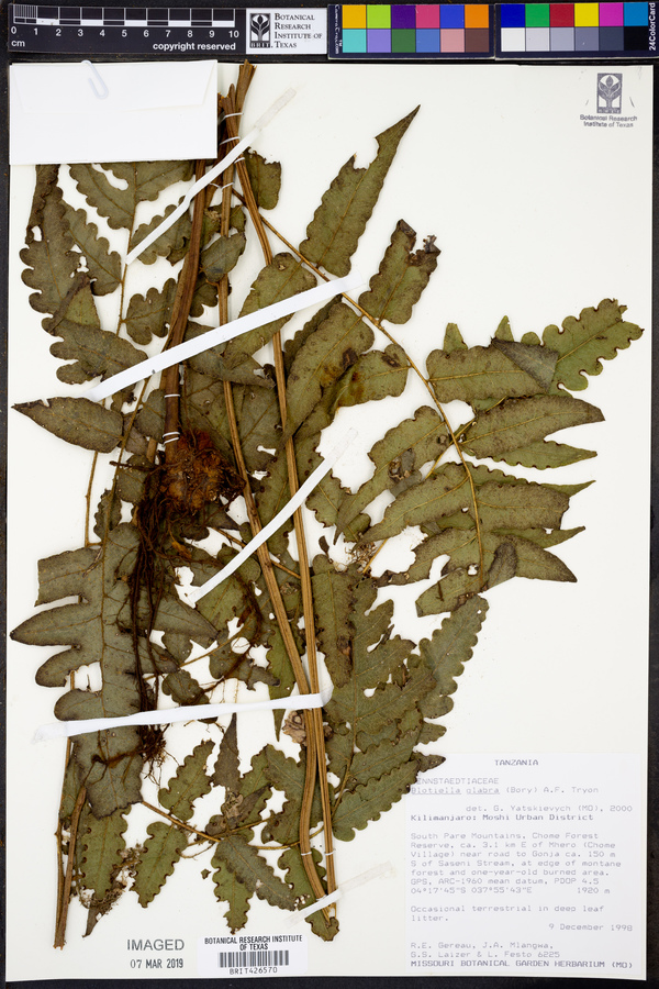 Blotiella glabra image