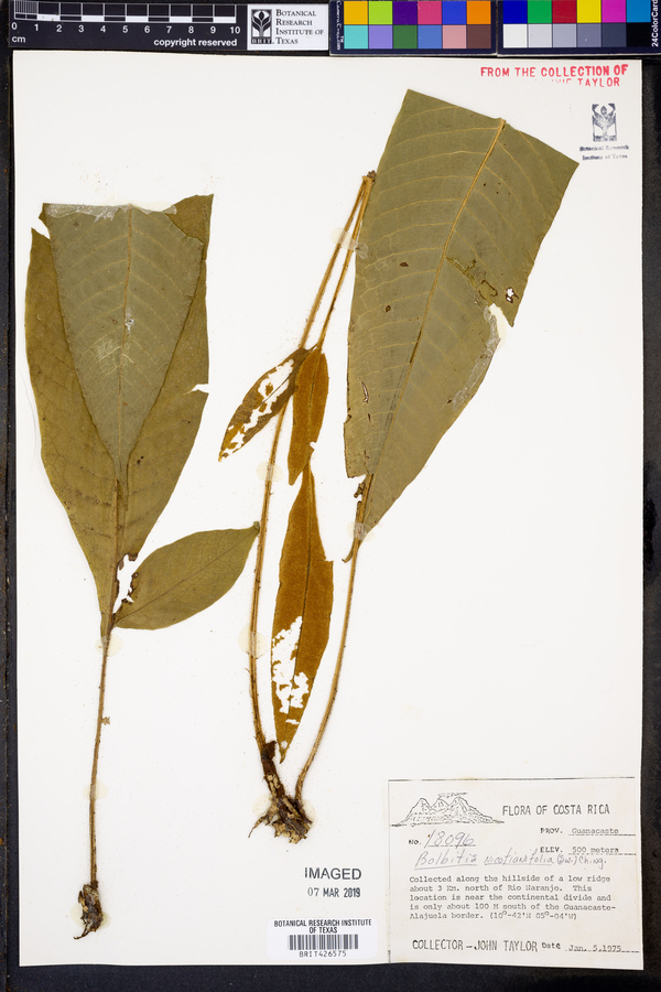 Bolbitis nicotianifolia image