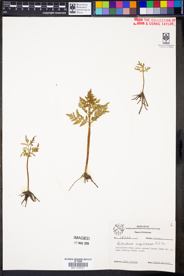 Botrychium virginianum image