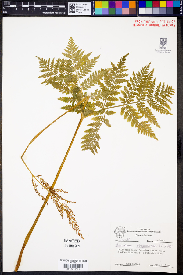 Botrychium virginianum image
