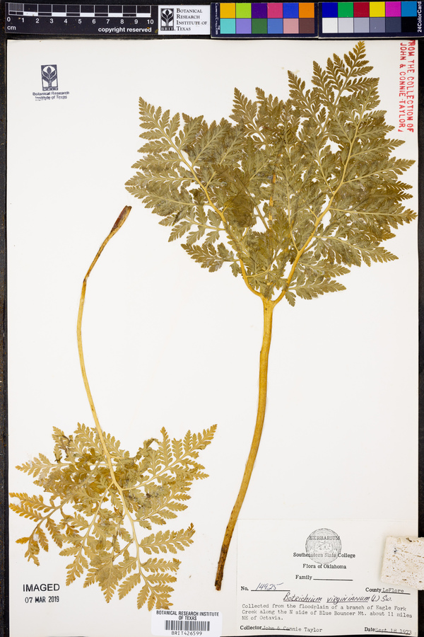 Botrychium virginianum image