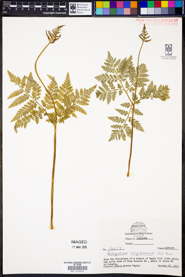 Botrychium virginianum image