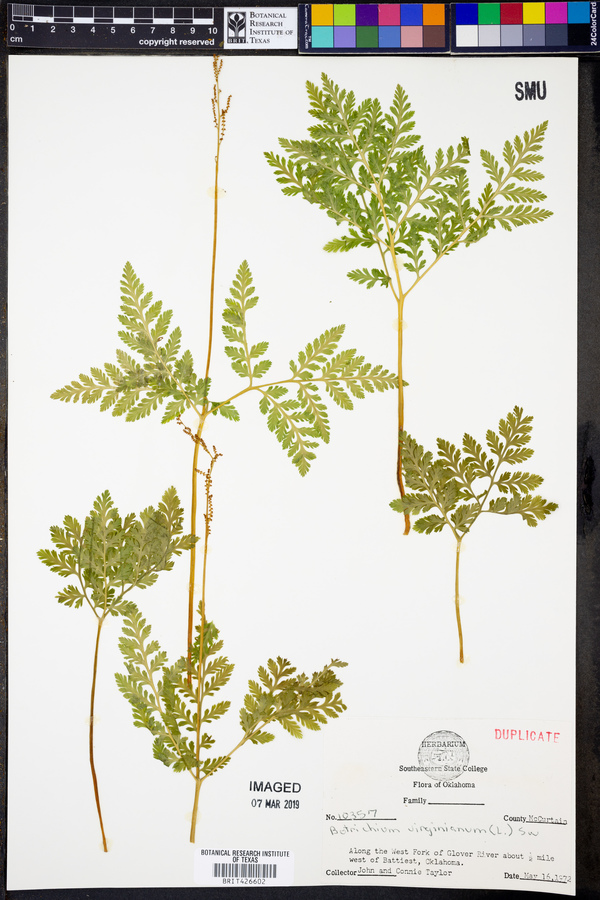 Botrychium virginianum image