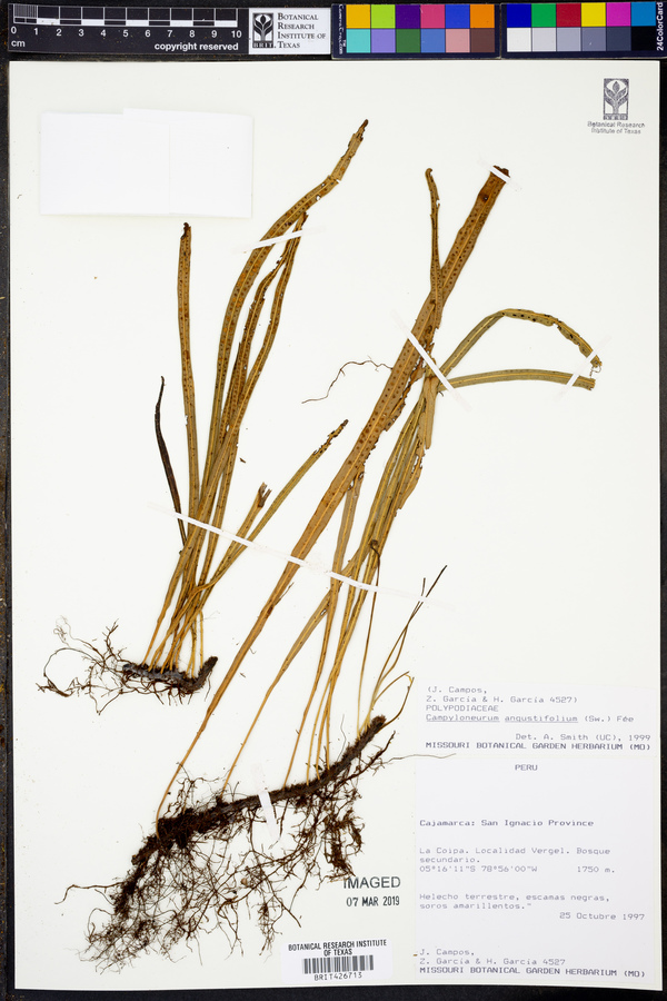 Campyloneurum angustifolium image