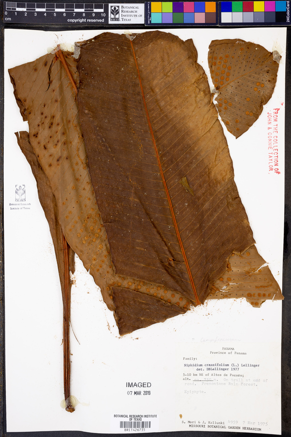 Niphidium image